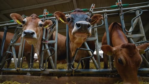 Jersey Cows Looking at Camera in Barn