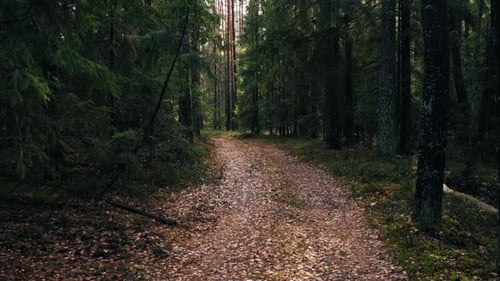 Slow Motion Background Along a Forest Road in a Spruce Forest
