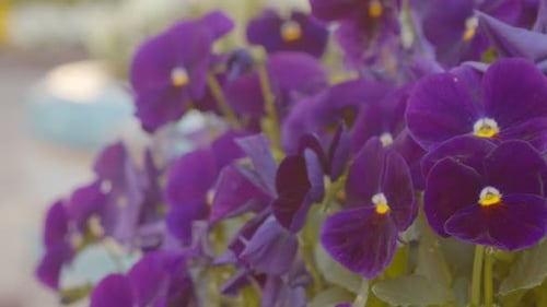 A view of a blooming purple flower in a meadow in the summer