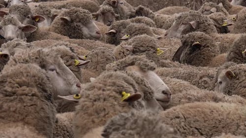 Herd of Sheep 05