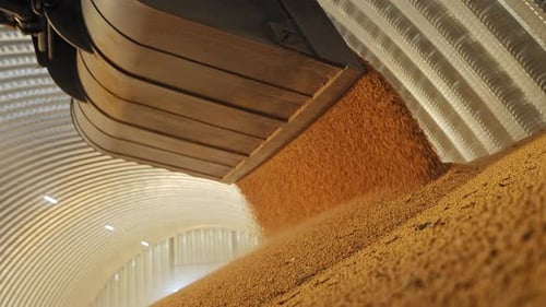 Grain Pouring From the Bucket of Tractor on Floor of Storage