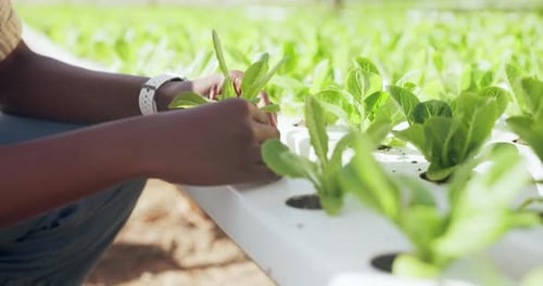 Agriculture, gardening or hands of farmer with plant for growth, harvest or organic vegetables