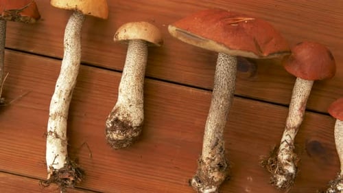 Fresh Orange Capped Mushrooms Close Up on Wood