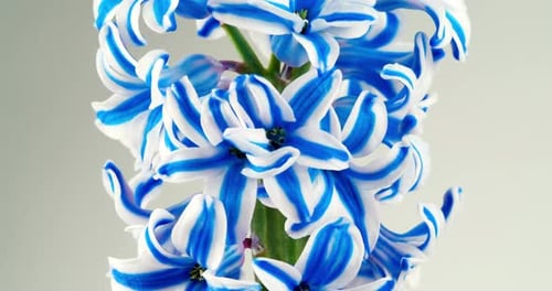 Blue White Hyacinth Spinning Video On a White Background. Rotating Flower. Beautiful Scented Spring
