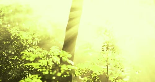 Sunlight Filters Through Lush Greenery in a Vibrant Forest During Morning Hours