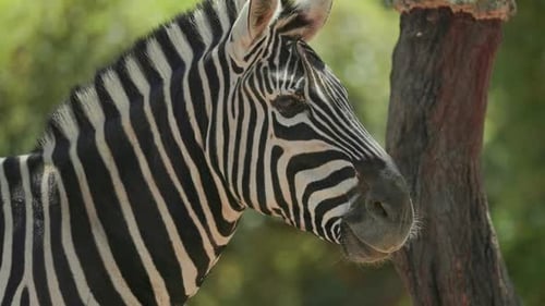 Zebra Looking Around in Its Enclosure