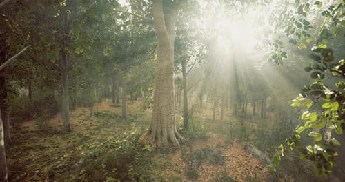 Sunlight Filters Through Lush Trees in a Serene Forest Setting
