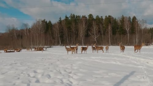 Winter Landscape With a Deer Feeding in the Snow. Group of Bull Elk With Antlers on Farm on Sunny Wi