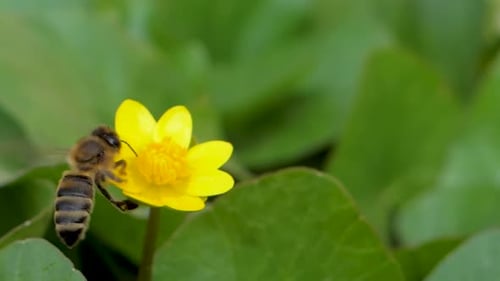 Bee Landing on Yellow Flower and Gathering Pollen