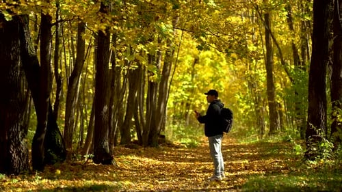 A Man Walks Through an Autumn Park Where Leaves are Falling and Films a Video on His Mobile Phone