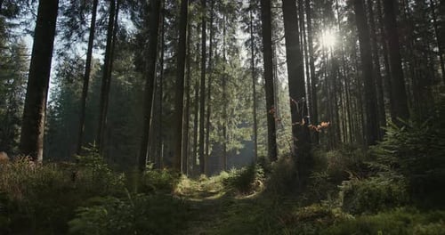Narrow Grassy Trail Going Through Green Forest with Tall Pine Trees in Sunny Summer Day