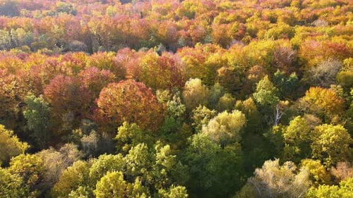 Aerial View of Lush Forest with Colorful Canopies in Autumn Woods on Sunny Day Landscape of Autumnal