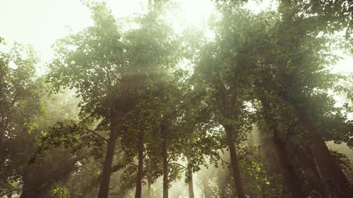 Vue panoramique sur la majestueuse forêt de conifères dans le brouillard matinal