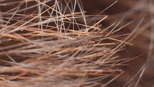 Photo macro 4K d'une paire de cheveux bruns sur la tête d'un homme.