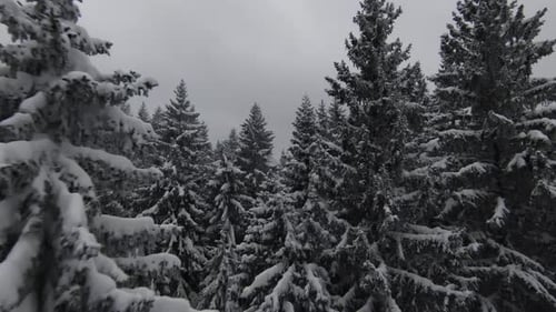 Snow Covered Trees in a Forest with Moving Mist and Beautiful Light Aerial Birds Eye View Winter