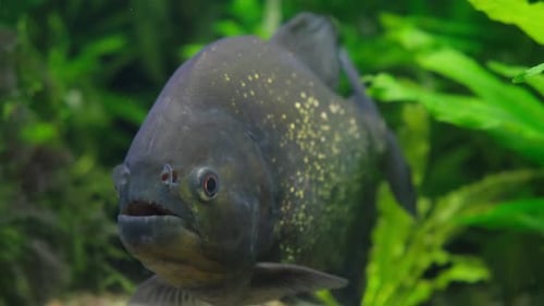 Nahaufnahme von Piranhas im Teich Pygocentrus Nattereri Raubfische, die im Süßwasser von leben