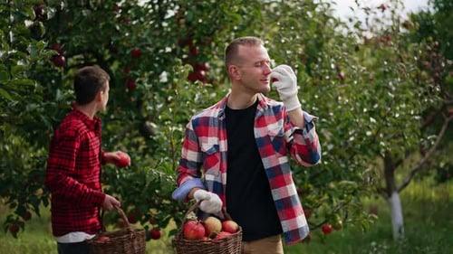 Man and Teen Apple Harvesting in Orchard