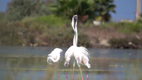 Flamingos fighting each other close up, Nature Stock Footage ft. group ...