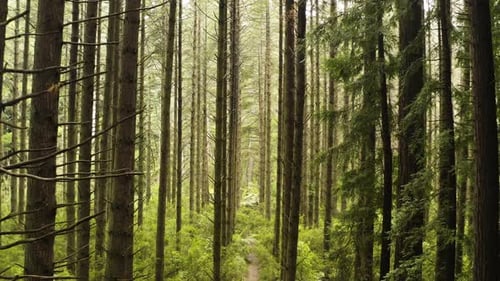 Experience the serenity of beautiful understory canopy of redwoods with ferns on ground