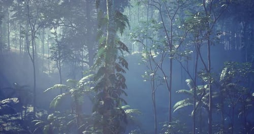 Sunlight Filtering Through Lush Forest Foliage in a Serene Environment