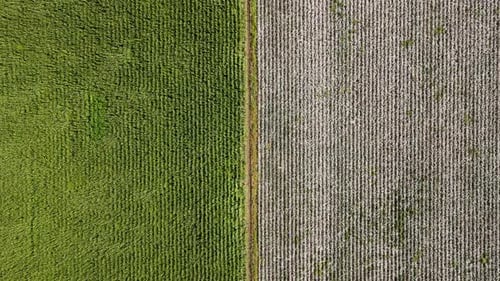 Cotton And Corn Fields