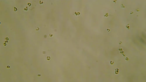 Microscopic Organisms Floating and Dividing in Fluid