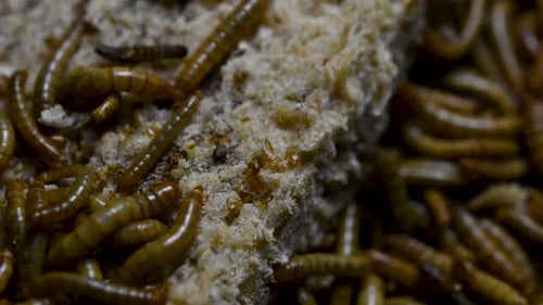 The Mealworm is a species of Darkling Beetle used to feed pets like fish, snakes, birds, and frogs;
