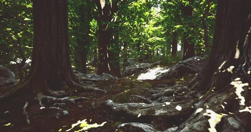 Explore the Serene Beauty of an Ancient Forest Filled with Vibrant Greenery