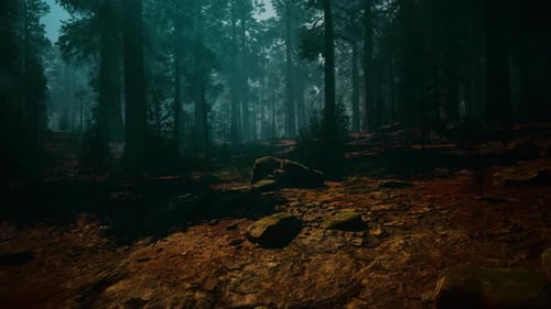 Forêt de séquoias avec des arbres et des rochers abondants