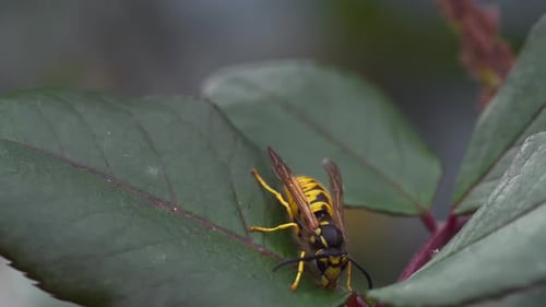 Queen Bee on Leaf
