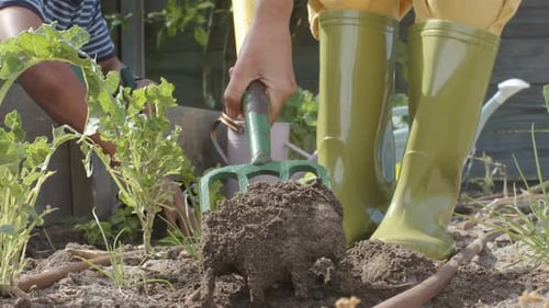 Diverse couple working in garden and planting plants, slow motion