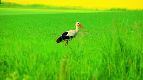Elegant white stork walking across a vibrant green meadow in springtime