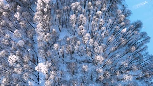 An aerial perspective of a forest blanketed in snow, showcasing the serene beauty of winter.