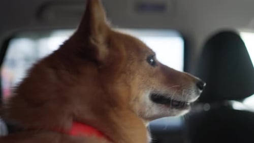 The Dog is Riding in the Car Thoughtfully Looking Out the Window Closeup