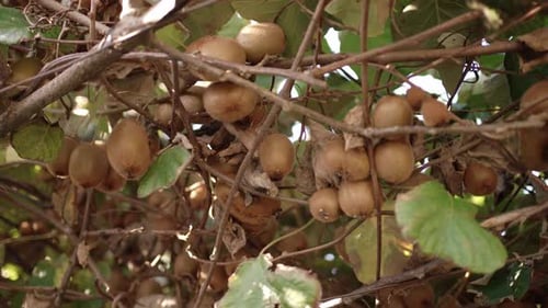 Ripe kiwis on vine among green leaves
