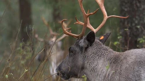 Reindeer Standing in a Forest