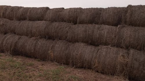Neat Hay Bales Stacked in Rural Field