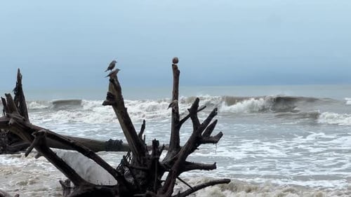 Close up shot of group of birds sitting at a branch near ocean with dark clouds in the background.
