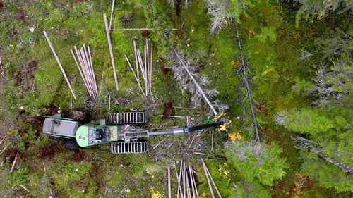 Tree Crop Harvester Saws High Fir Tree in Coniferous Forest
