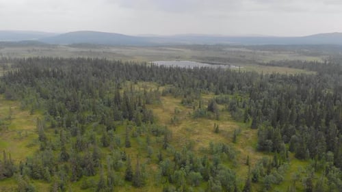 Drone hovering above a misty evergreen forest capturing the natural beauty of arctic nature in Jämtl