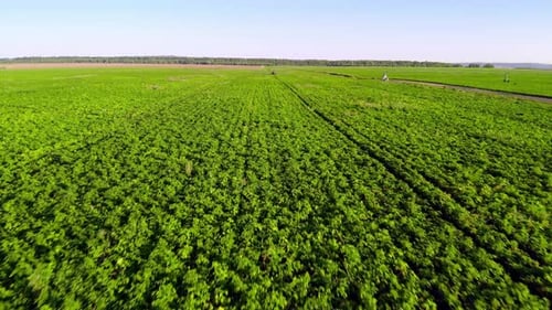 Aerial View Process of Spraying with Chemicals and Pesticides Fields with Potatoes