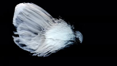 Flowing White Liquid in Abstract Motion on Black