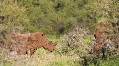 Breitmaulnashorn und Kalb im natürlichen Lebensraum