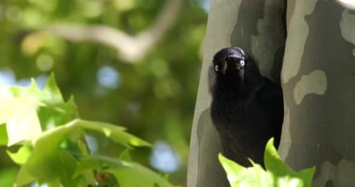 Grajilla occidental (Coloeus monedula), que anida en un plátano, Francia