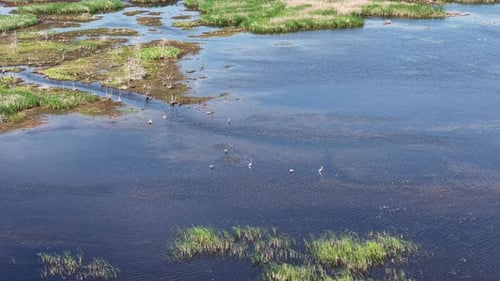 Aerial drone view of marshland with water channels and grassy islands surrounded by wilderness.