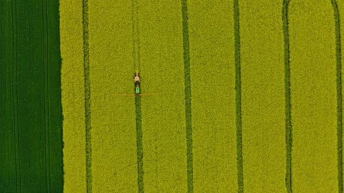 Top View Of Tracks Of A Farm Tractor At Rapeseed Field In Lubawa, Poland. aerial