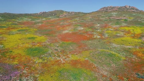 Aerial view of the spectacular colorful annual wildflowers of Namaqualand, Northern Cape, South Afri