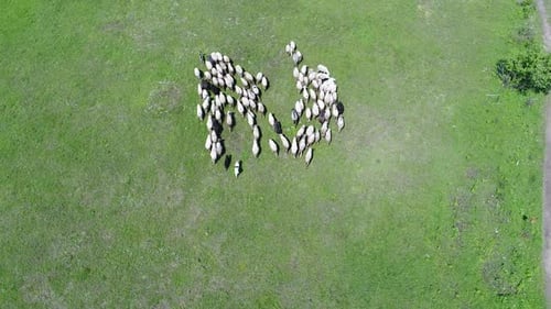 A Herd of Sheep Runs Across a Green Field in the Countryside