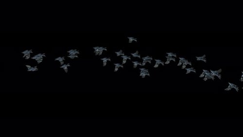 Realistic Flock of Flying Birds Alpha Channel Overlay