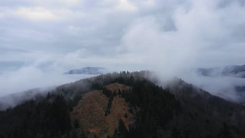 Drone shot flying left-right upon some pine trees with a mountain misty landscape.